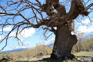 Roverella del Bivio